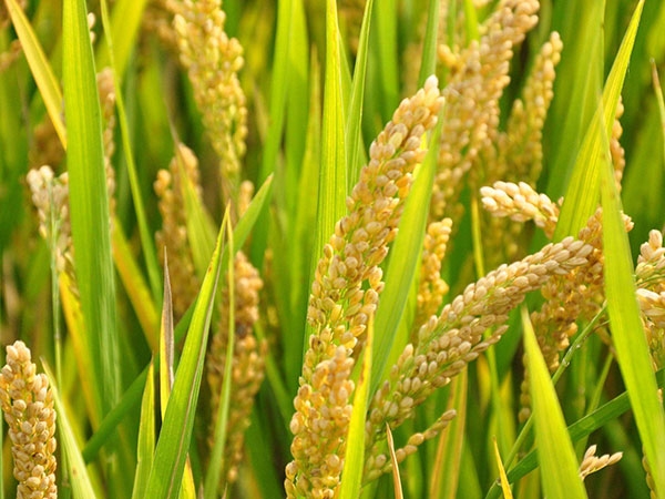 大米種植