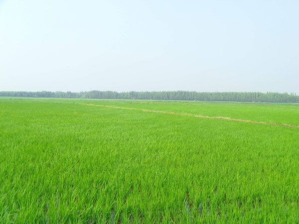 稻香米種植